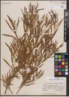 Foto von Salix fluviatilis Nutt.